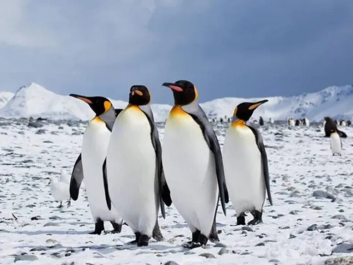 El deshielo en la Antártida podría extinguir a los pingüinos