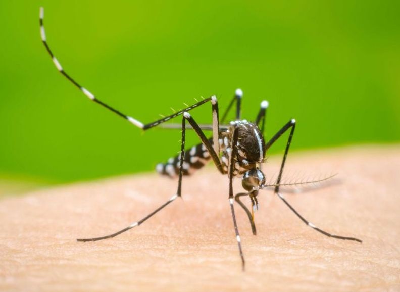 Dengue: crecen los casos y llaman a profundizar las medidas de prevención; la vacuna no llega al Chaco