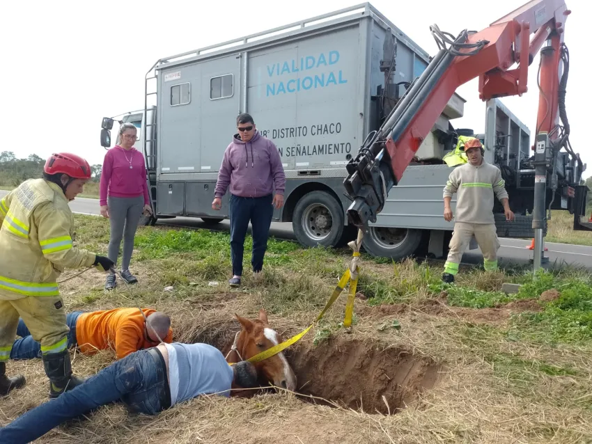 La Leonesa: Rescataron a un caballo que cayó a un pozo y no podía salir por sus medios