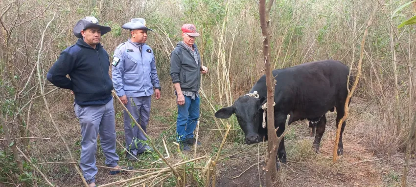 Caso de abigeato en Quitilipi: tras denuncia, recuperaron dos animales vacunos robados de un campo