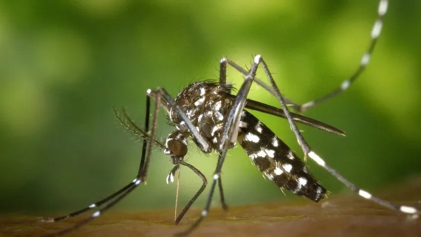 Las Breñas: Detectan el primer caso de dengue